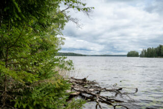 Maisema ulapalle tontin rannasta, rantavedessä kelluu kuolleita puun oksia.