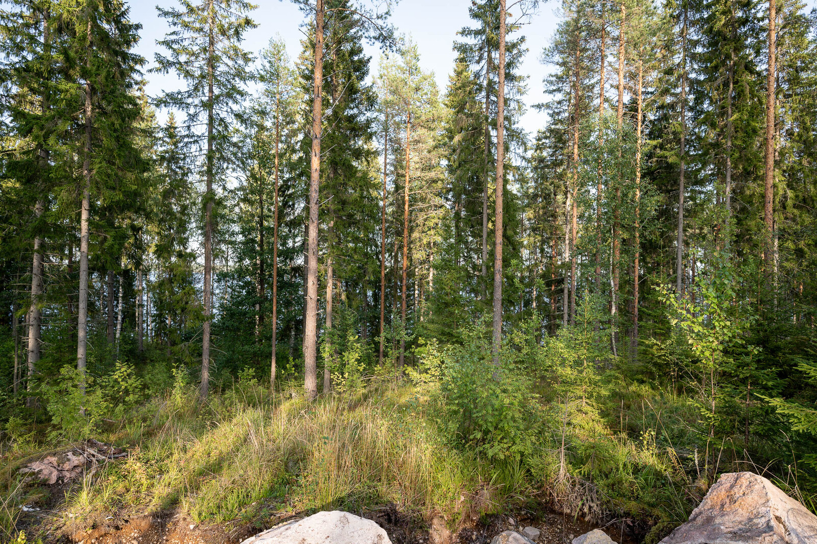 Auringossa kylpevää väljästi harvennettua sekametsää. Etualalla hakkuuaukkoa heinikkoineen.