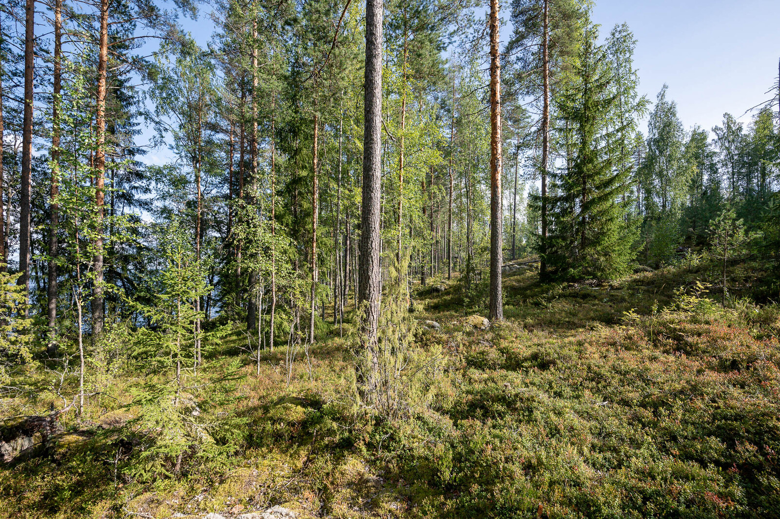 Rantametsää jossa varttuneita mäntyjä ja nuoria koivuja, taustalla järvi.