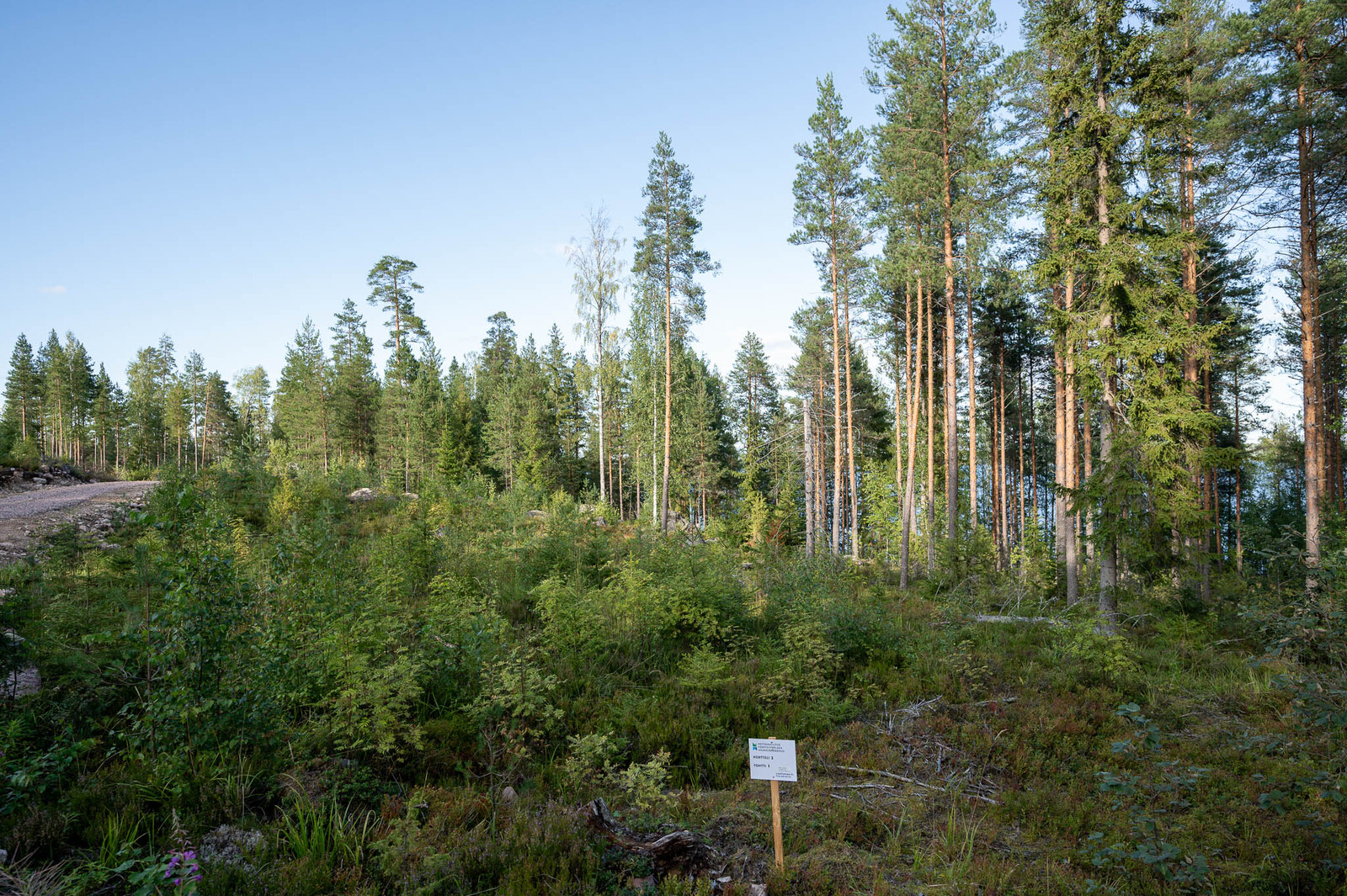 Tontin reunaan hakattu aukko, jossa kasvaa eri puiden taimia. Taustalla kohoaa varttuneet männyt.