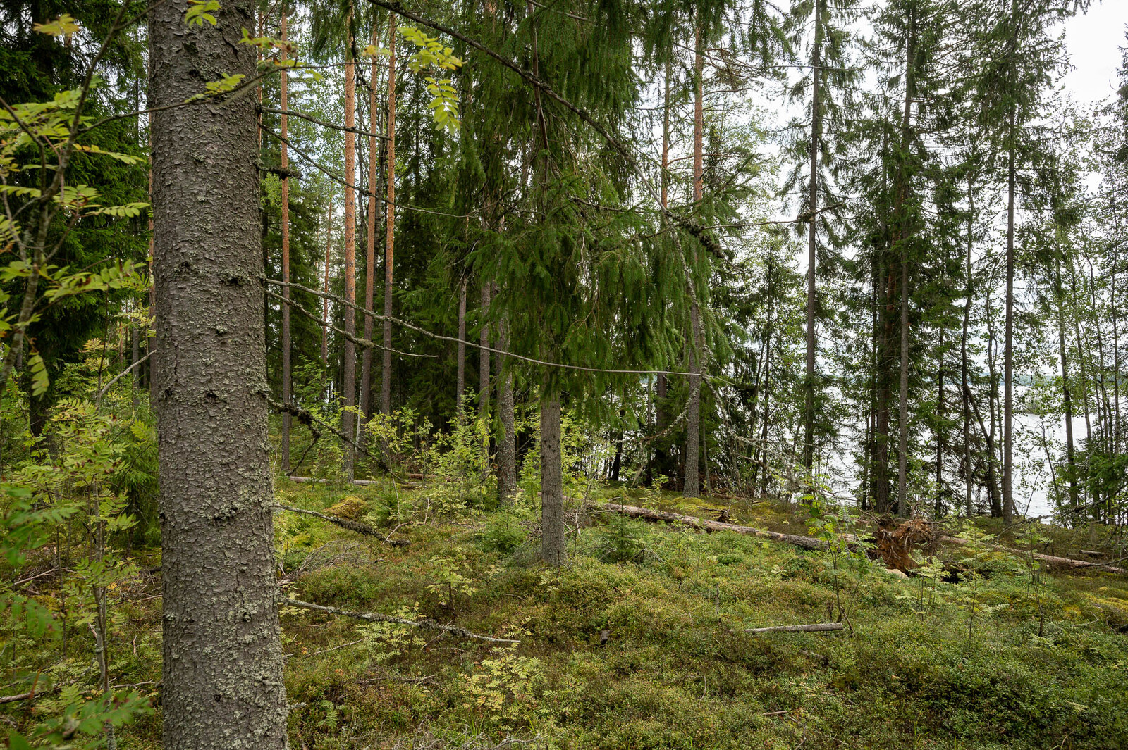 Rannan puustoa, kuusia ja mäntyjä. Järvi pilkistää oikealta.