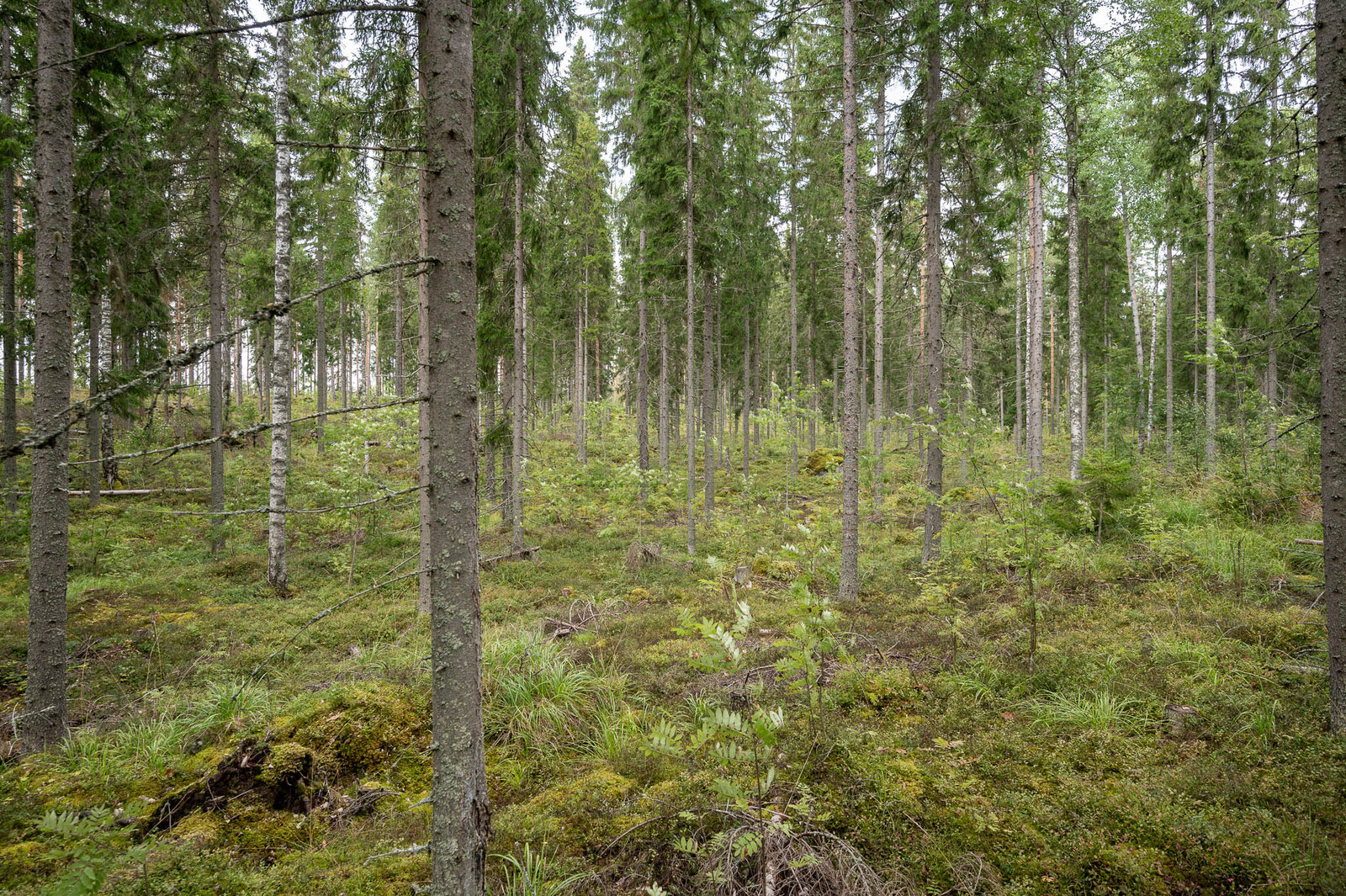 Tontin hyvin harvennettua kuusikkoa.