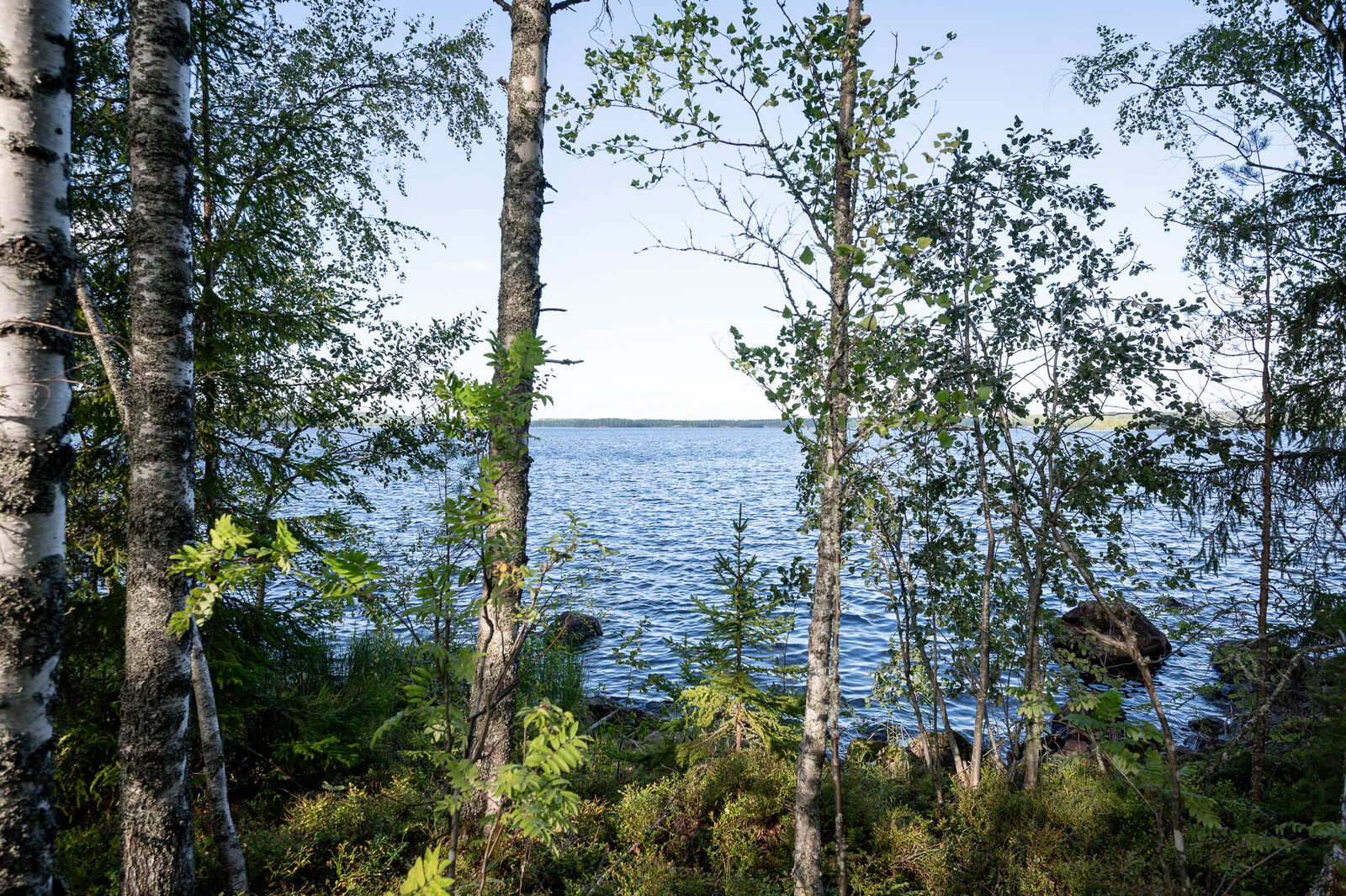 Rannalla kasvaa nuoria koivuja, koivujen takana näkyy tuulessa aaltoileva järvi.