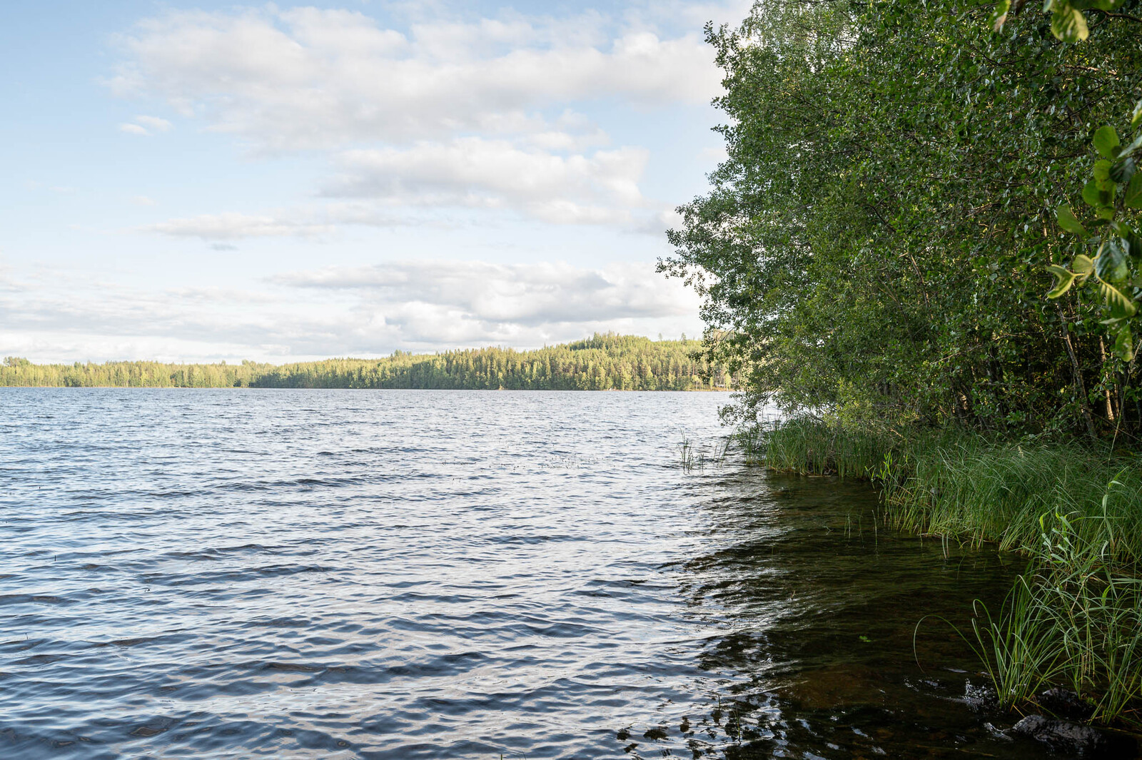 Näkymä ulapalle tontin rannasta, oikealla rannan vesikasvillisuutta sekä lehtipuita rannalla.