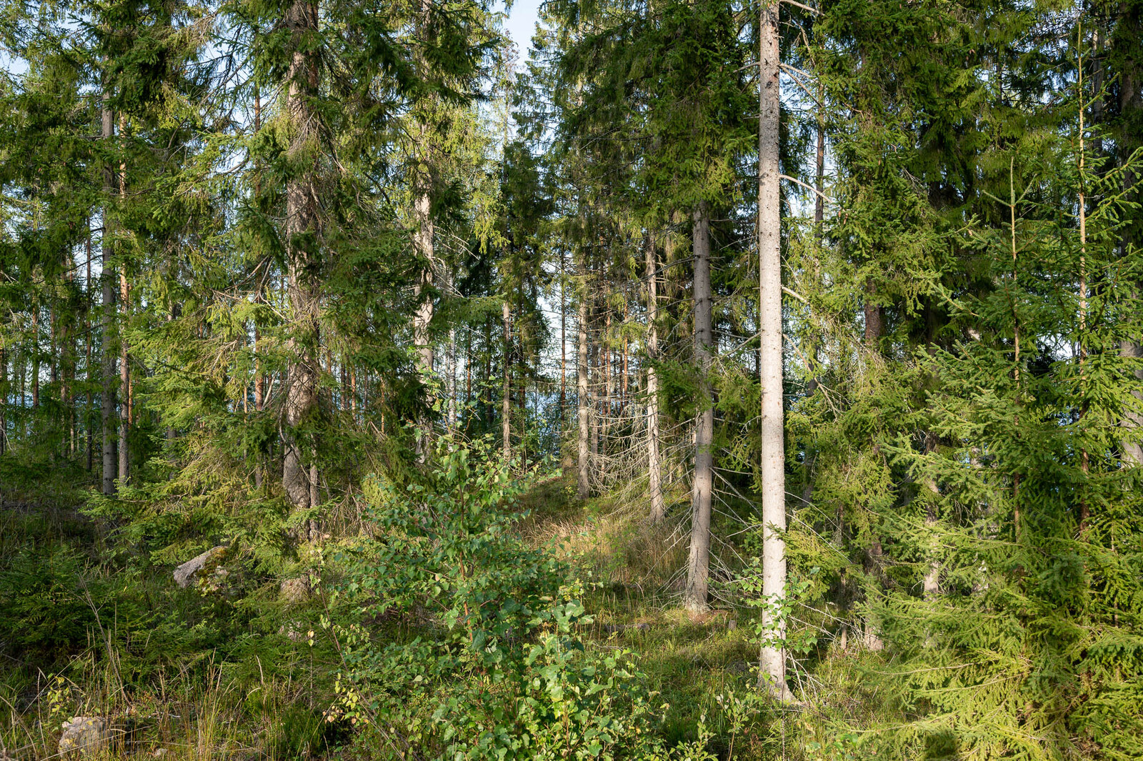 Kuusivaltaista metsää, seassa muutama nuorempi lehtipuun taimi.