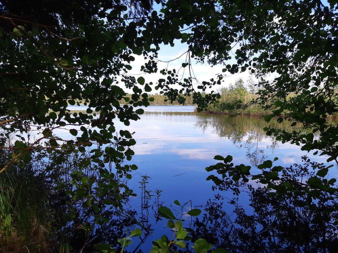 Sininen järvi, puun oksat työntyvät mustina kuvaan ympäriltä.