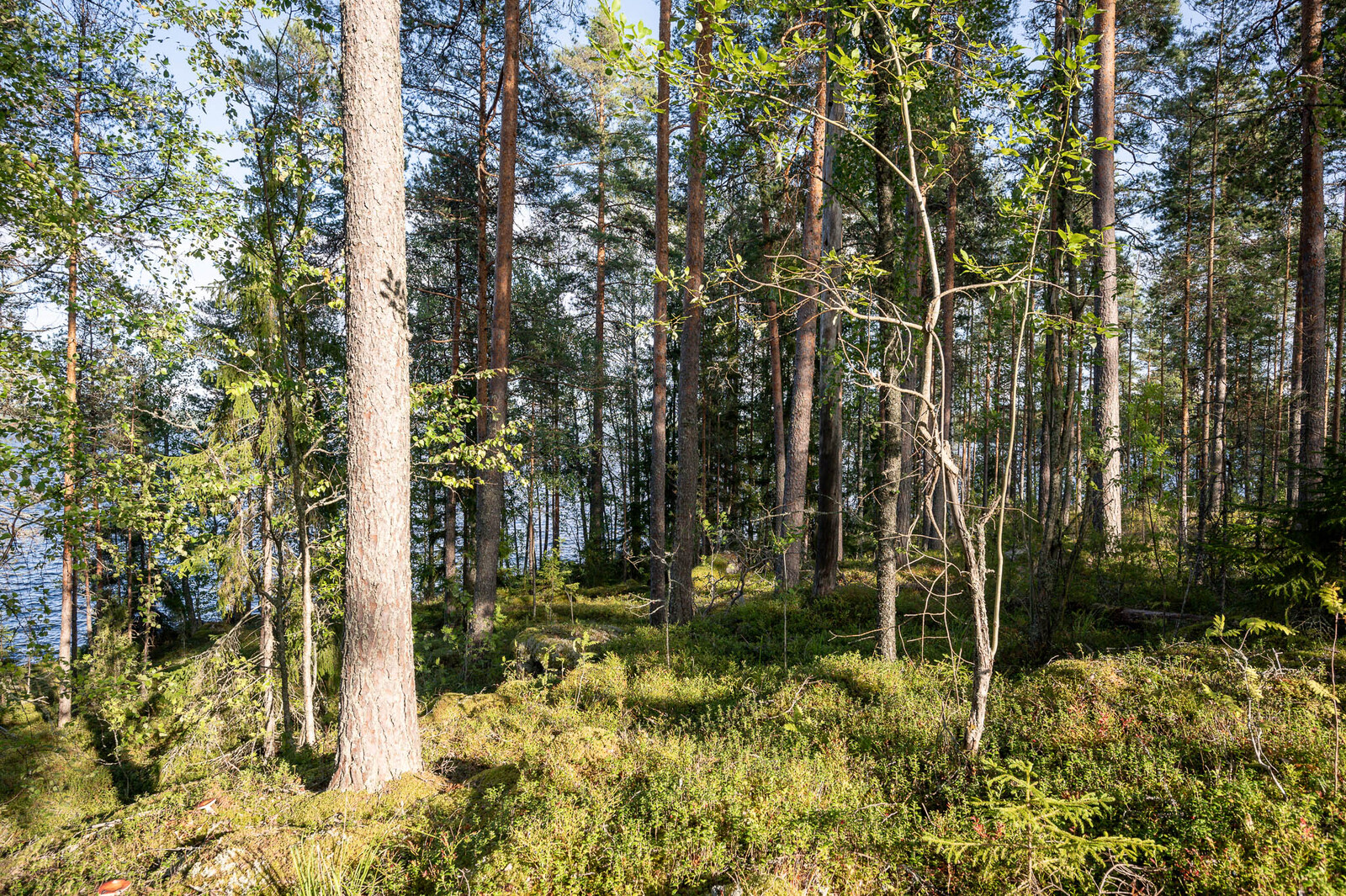 Rannan sekametsää jonka takana pilkottaa tuulessa aaltoileva järvi.