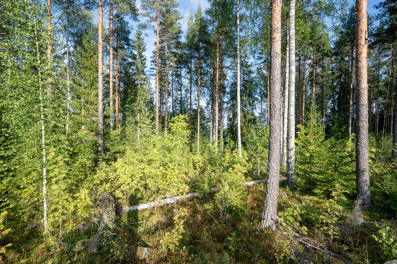 Varttuneita koivuja ja mäntyjä metsässä, koivun taimia joukossa.