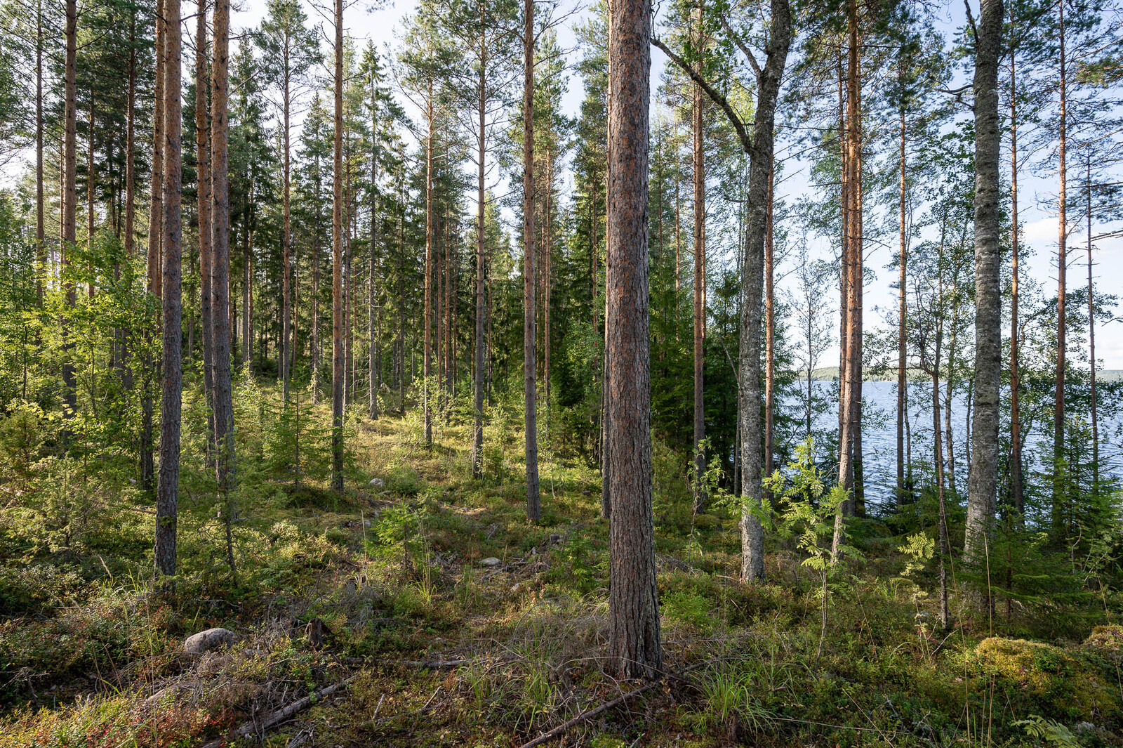 Auringossa kylpevää väljästi harvennettua mäntyvaltaista sekametsää. Oikealla pilkistää järvi.