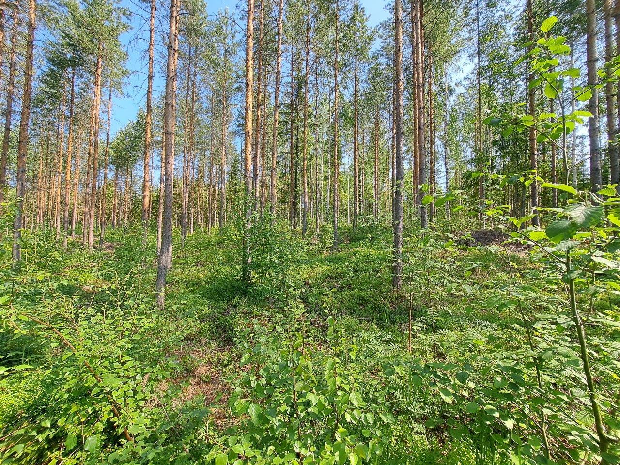 Auringossa kylpevää mäntymetsää, joukossa yksittäisiä kuusia ja koivun taimia.