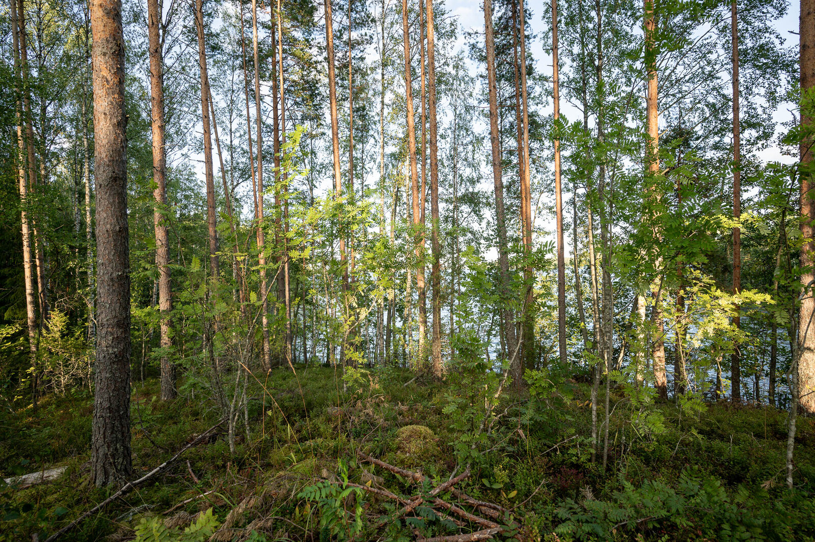 Rannan mäntymetsää, pihlajia kasvaa joukossa, puiden takaa pilkottaa järvi.