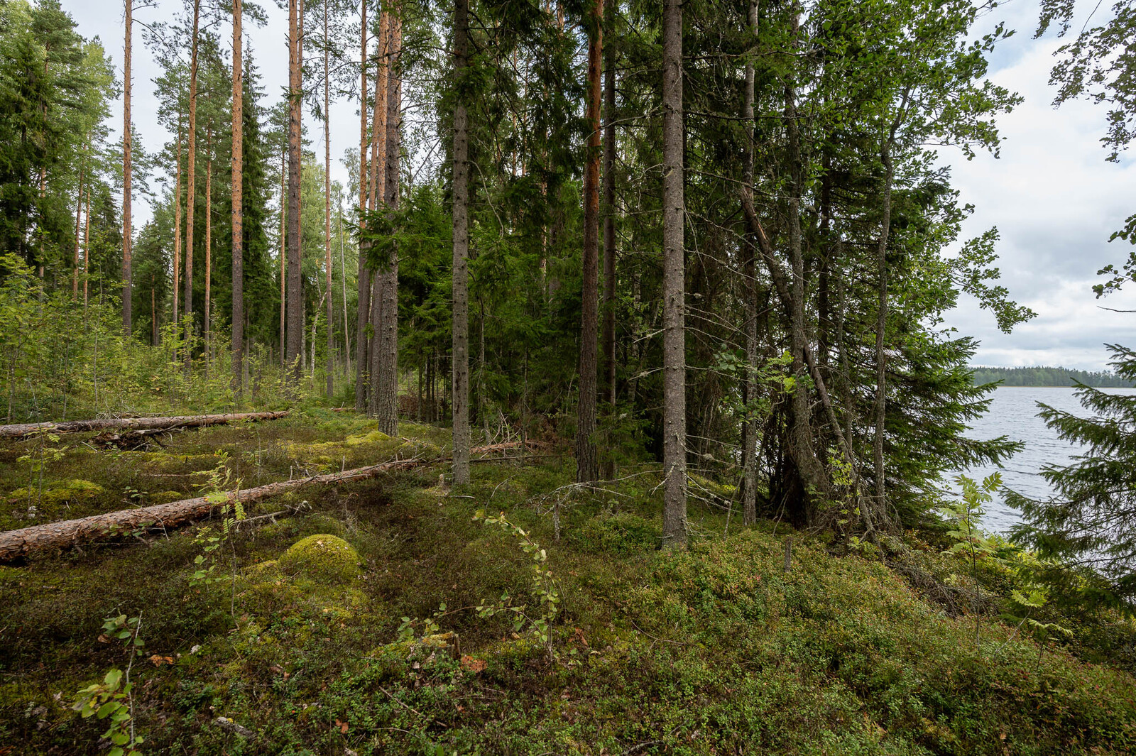 Tontin rannan puustoa, maassa makaa kaatuneita puita. Järvi pilkistää oikealta.