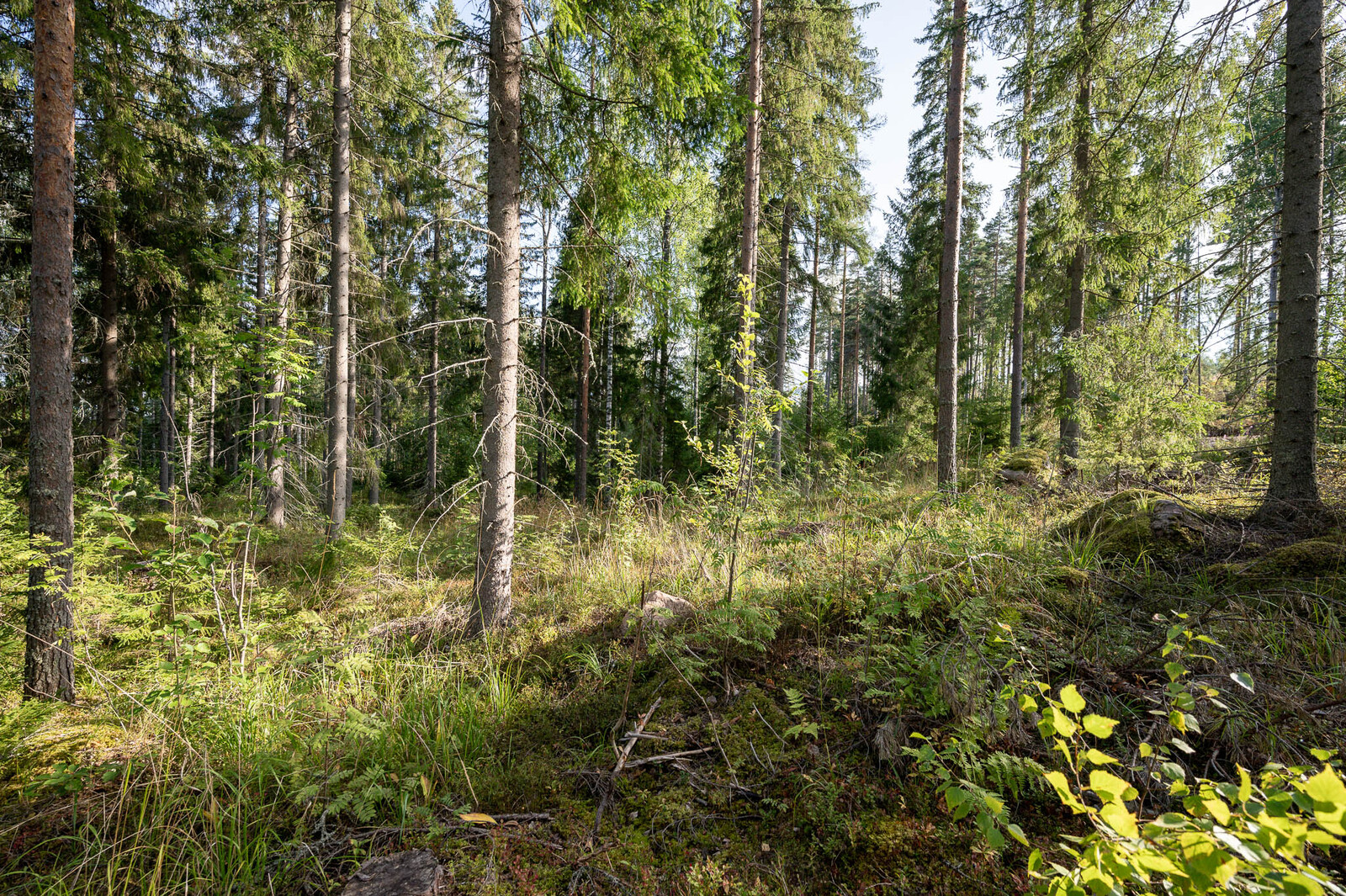 Kuusivaltaista metsää, seassa muutama nuorempi lehtipuun taimi, maassa kasvaa heinikkoa.