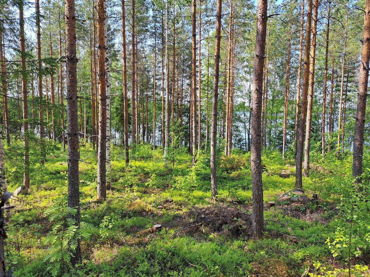 Auringossa kylpevää männikköä, taustalla puiden välistä pilkistää järvi.