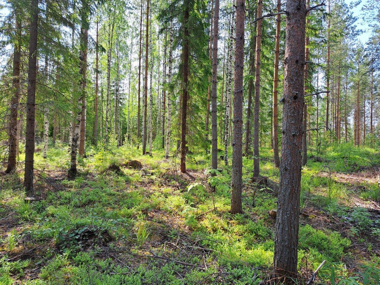 Sekametsää, maassa on risuja ja varpuja.