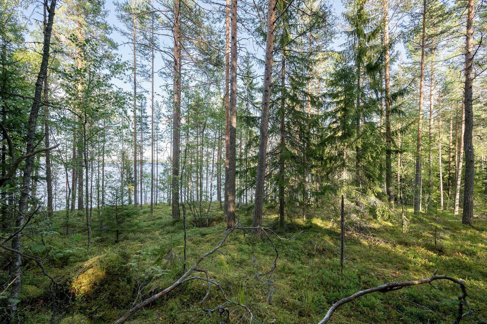 Rantametsää jossa nuoria mäntyjä, kuusia ja koivuja, taustalla järvi.