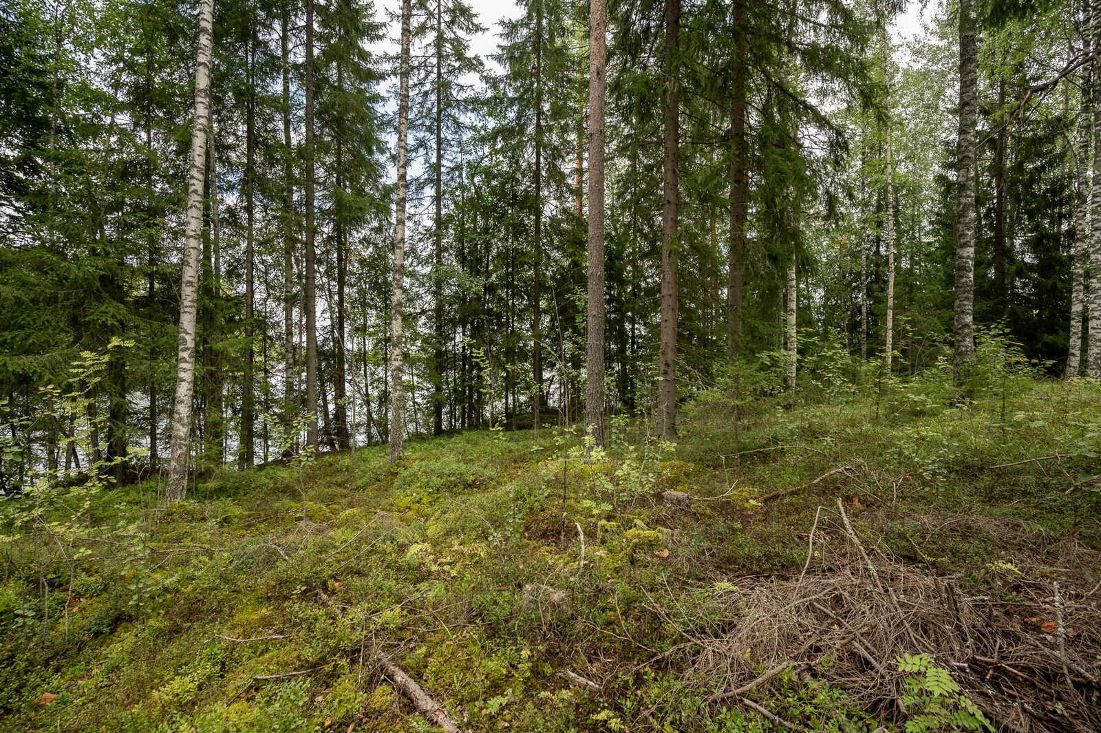 Metsässä kasvaa kuusia ja koivuja, maassa on risukasa.