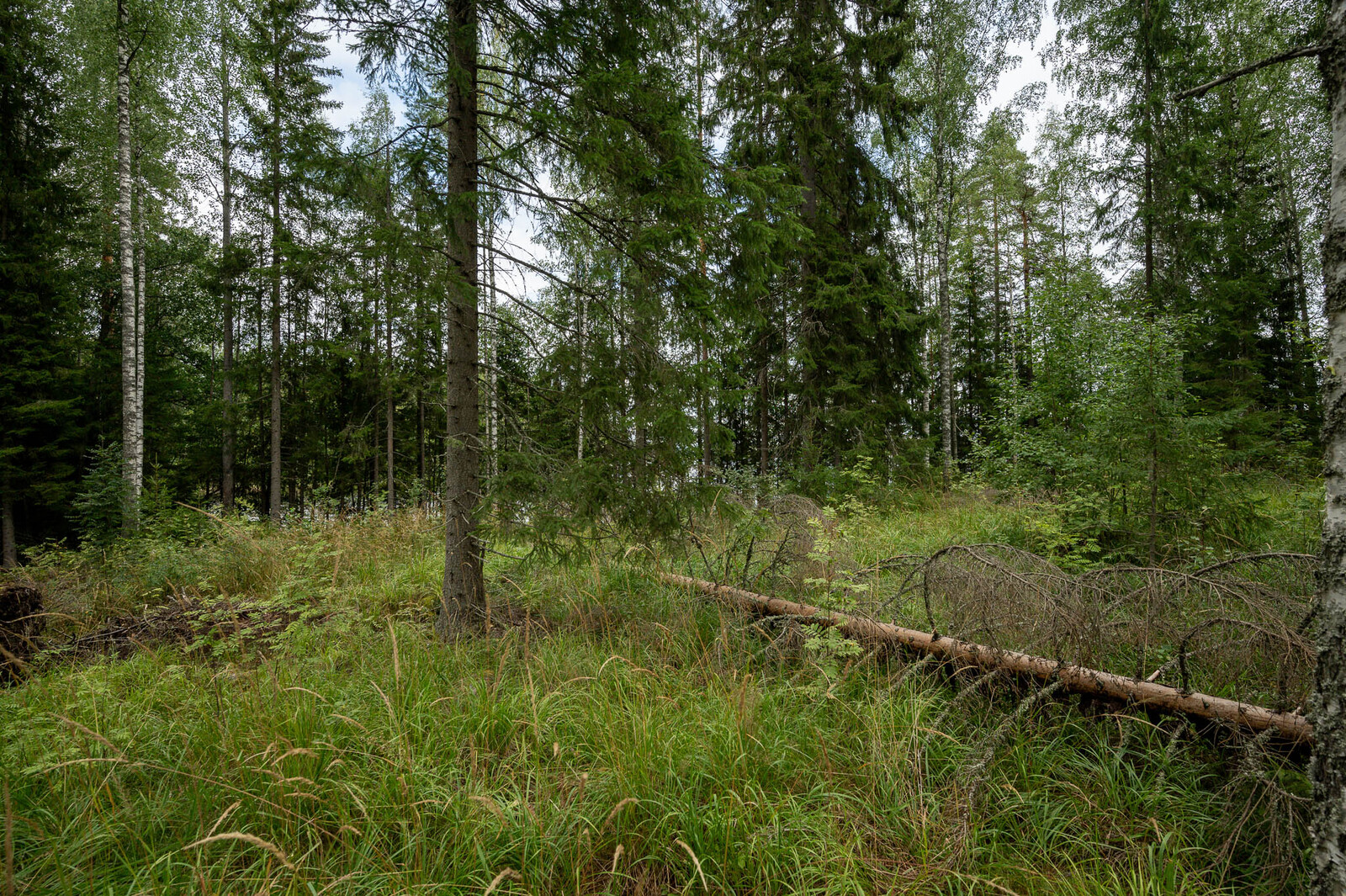 Metsä jossa kuusia ja koivuja, maassa yksi puu kaatuneena.