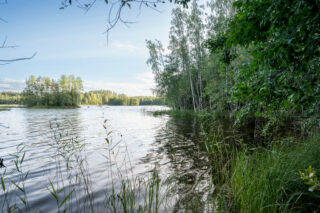 Tontin kaislikkoinen ranta, rannalla on lehtipuustoa oikealla.