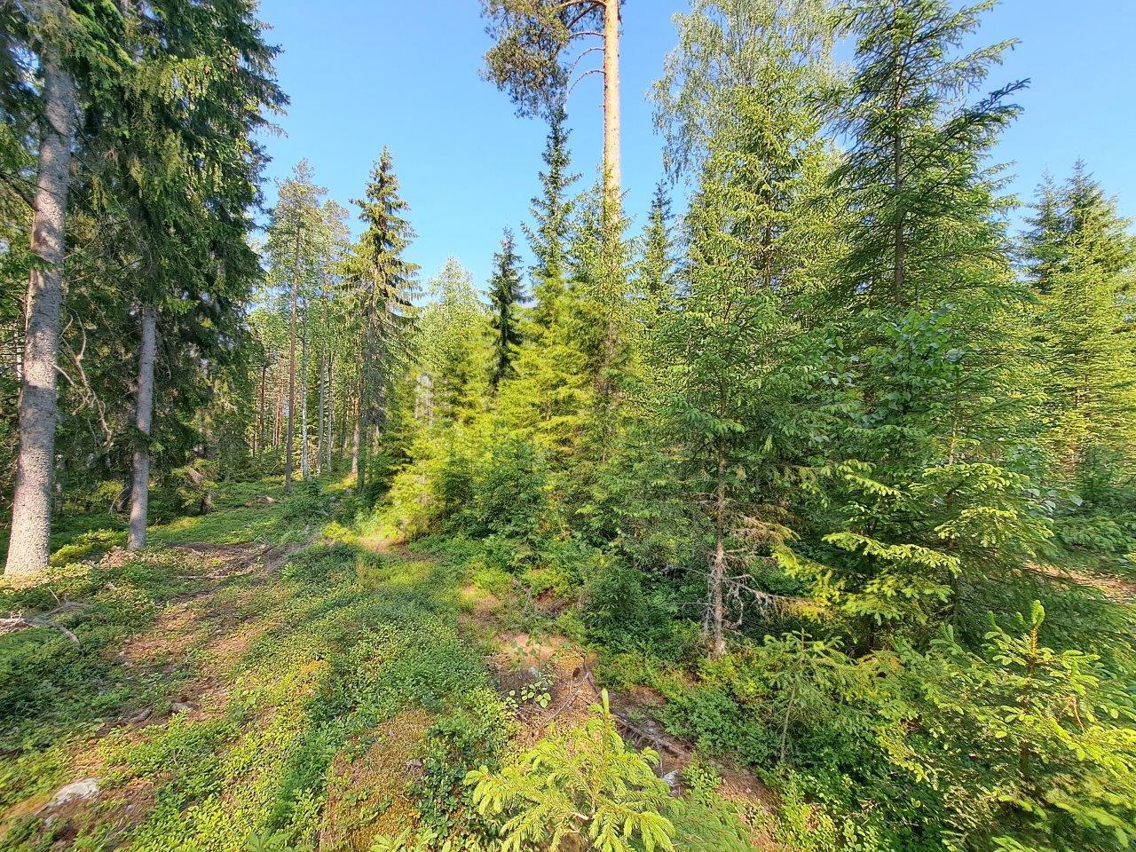 Tontilla kasvaa eri ikäisä kuusia, joukossa mäntyjä.