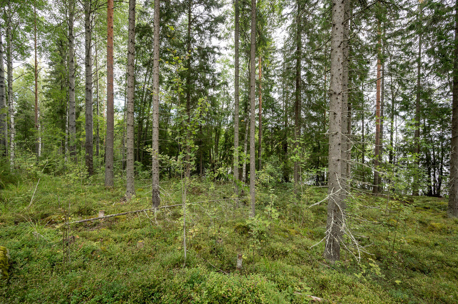 Tontin rannan tiheämpää kuusivaltaista metsää. Maassa kasvaa sammalta.