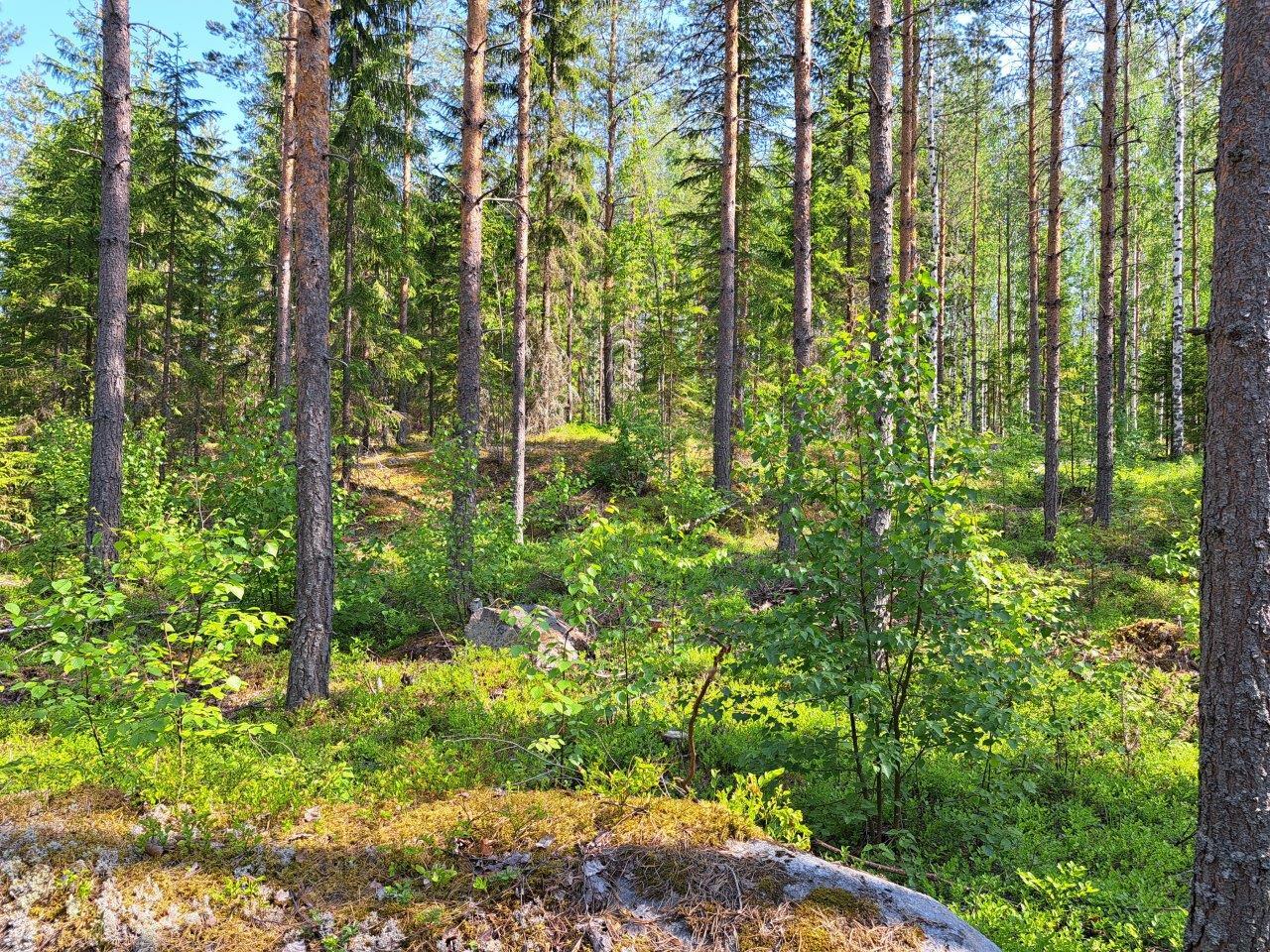 Auringossa kylpevää mäntymetsää, joukossa yksittäisiä kuusia ja koivun taimia.