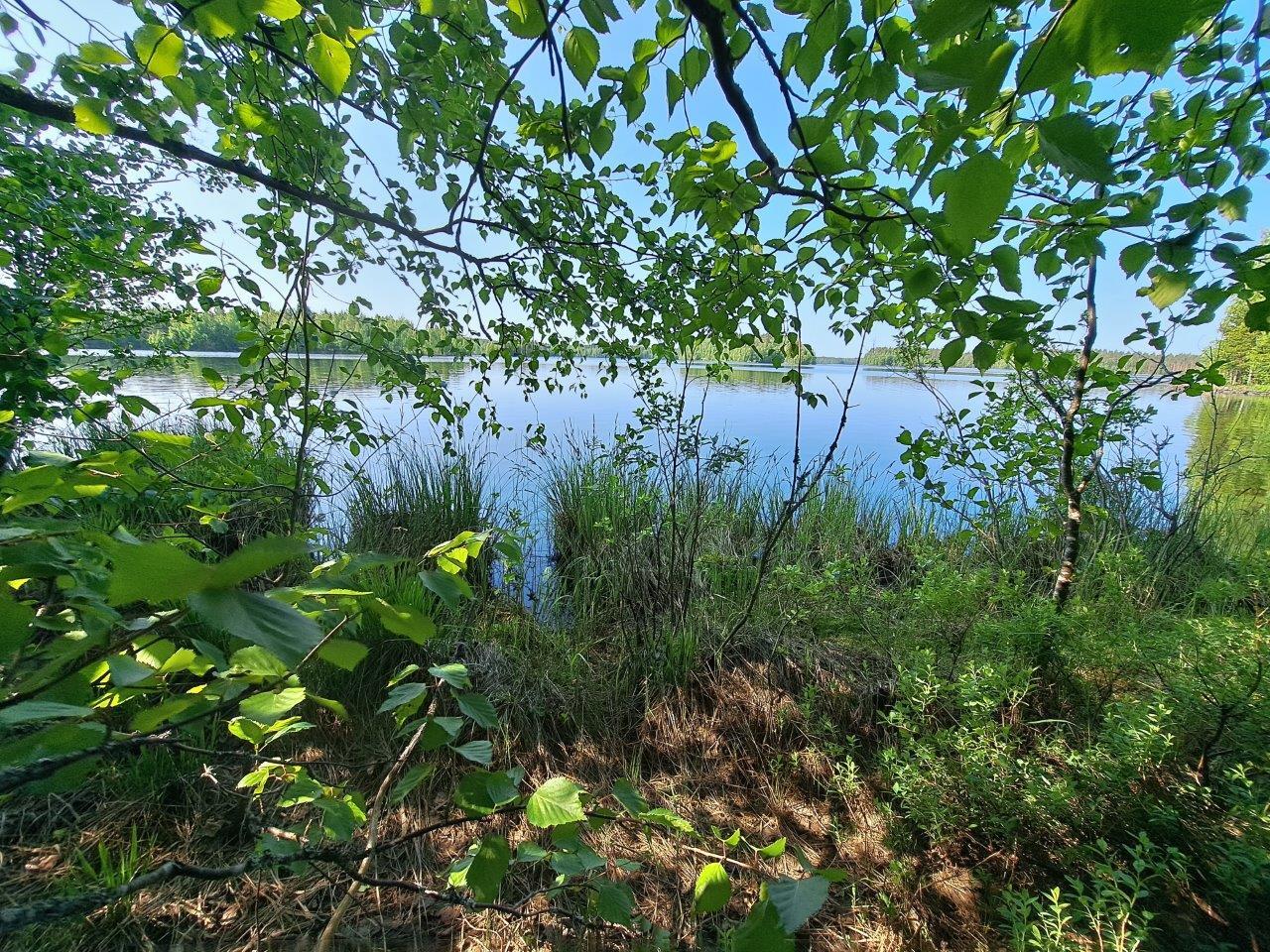 Rannan ruovikkoa, koivun oksien takaa pilkistää järvenselkä.