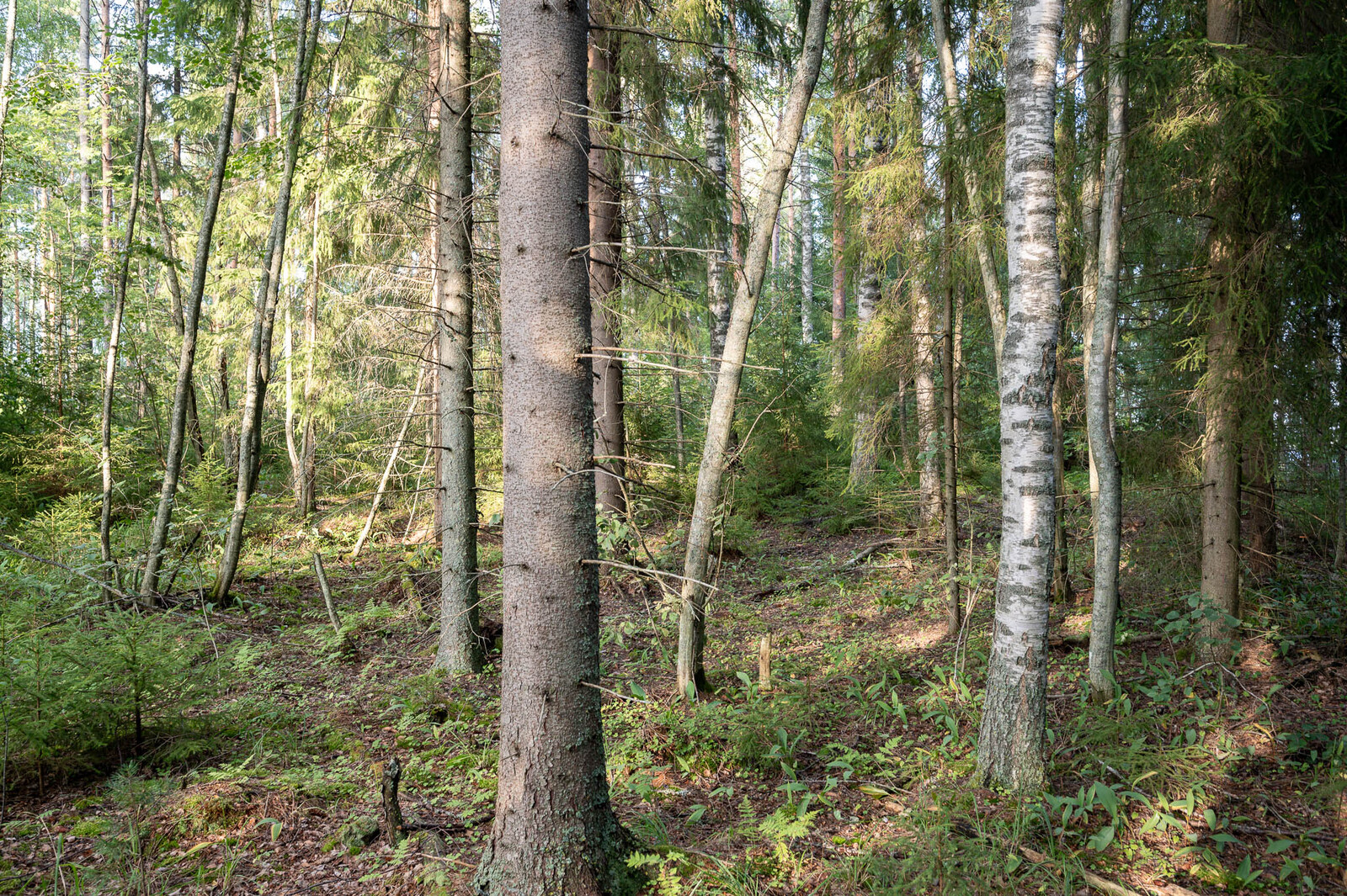 Aurinkoista sekametsää, eri ikäisiä kuusia ja koivuja.