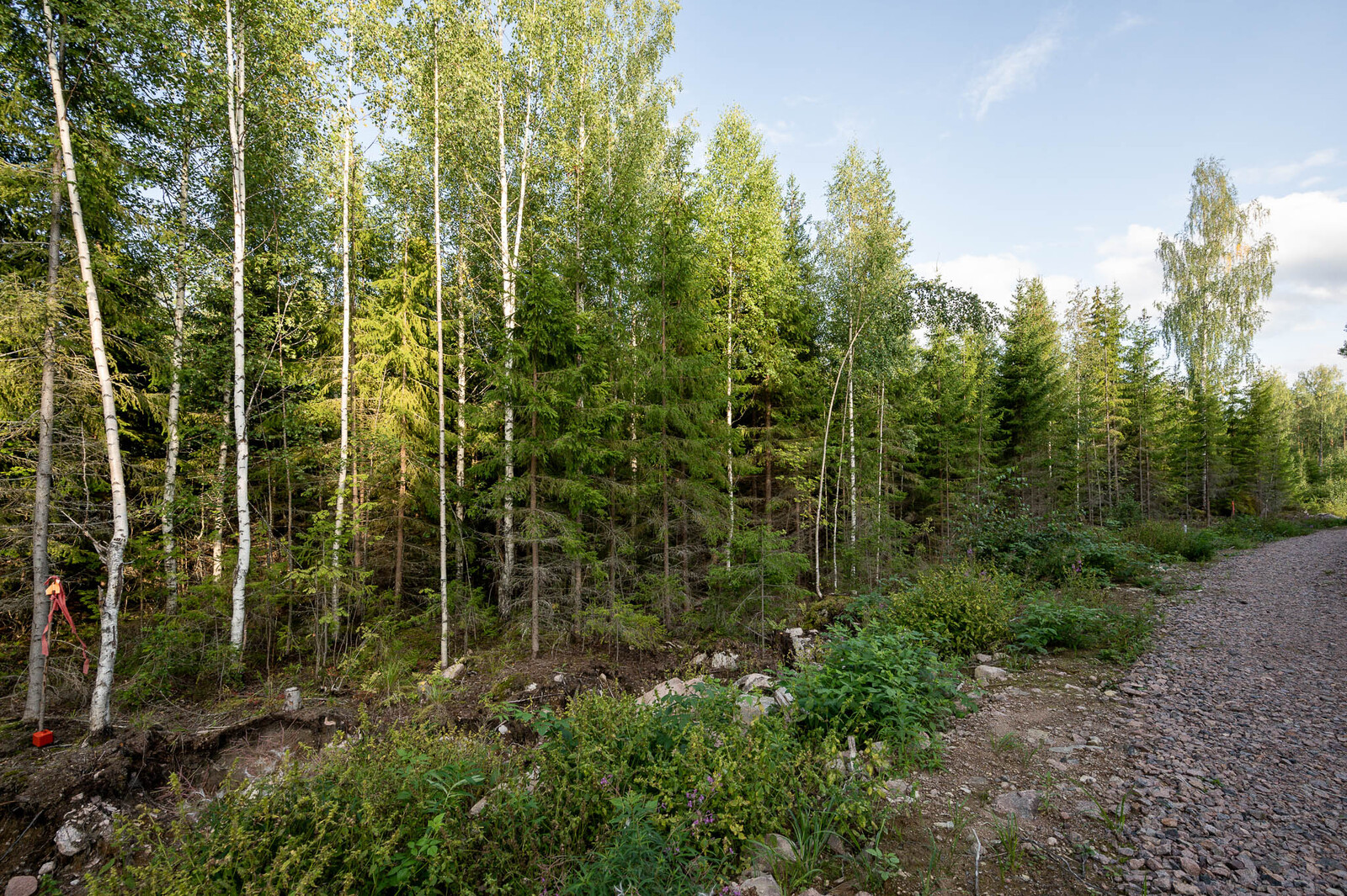 Tonttitien vieressä kasvaa tiheää kuusitaimikkoa jonka seassa on myös koivuja.