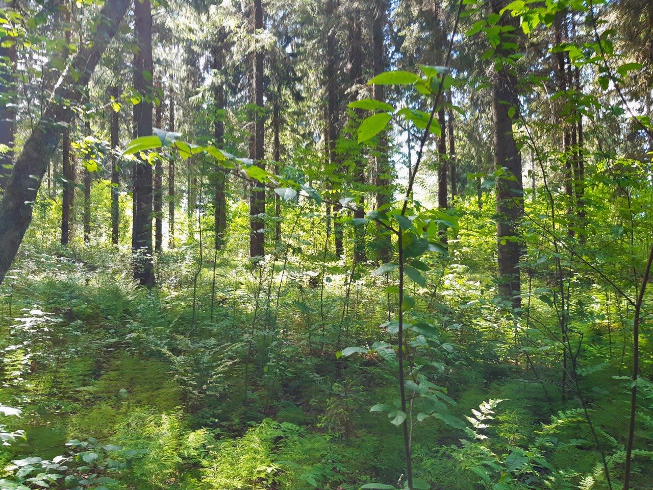 Kuusivaltainen metsä helottaa vihreänä auringossa. Maassa kasvaa saniaisia.