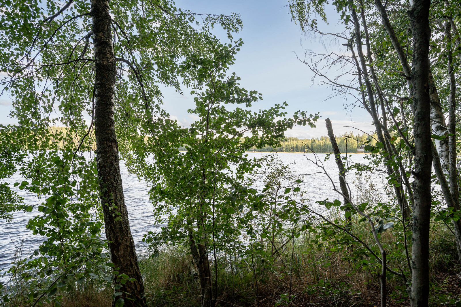 Rannalla kasvaa lehtipuita sekä ruovikkoa. Taustalla näkyy järvi ja aurinkoinen vastaranta.