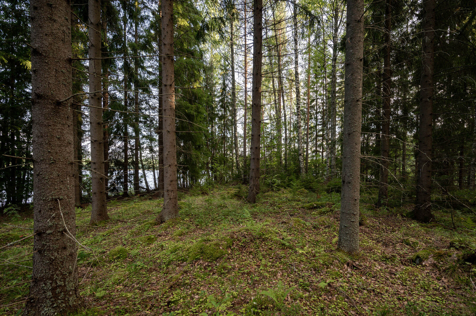 Tiheämpää hämärää eri-ikäistä kuusikkoa. Maassa on lehtiä ja sammalia.