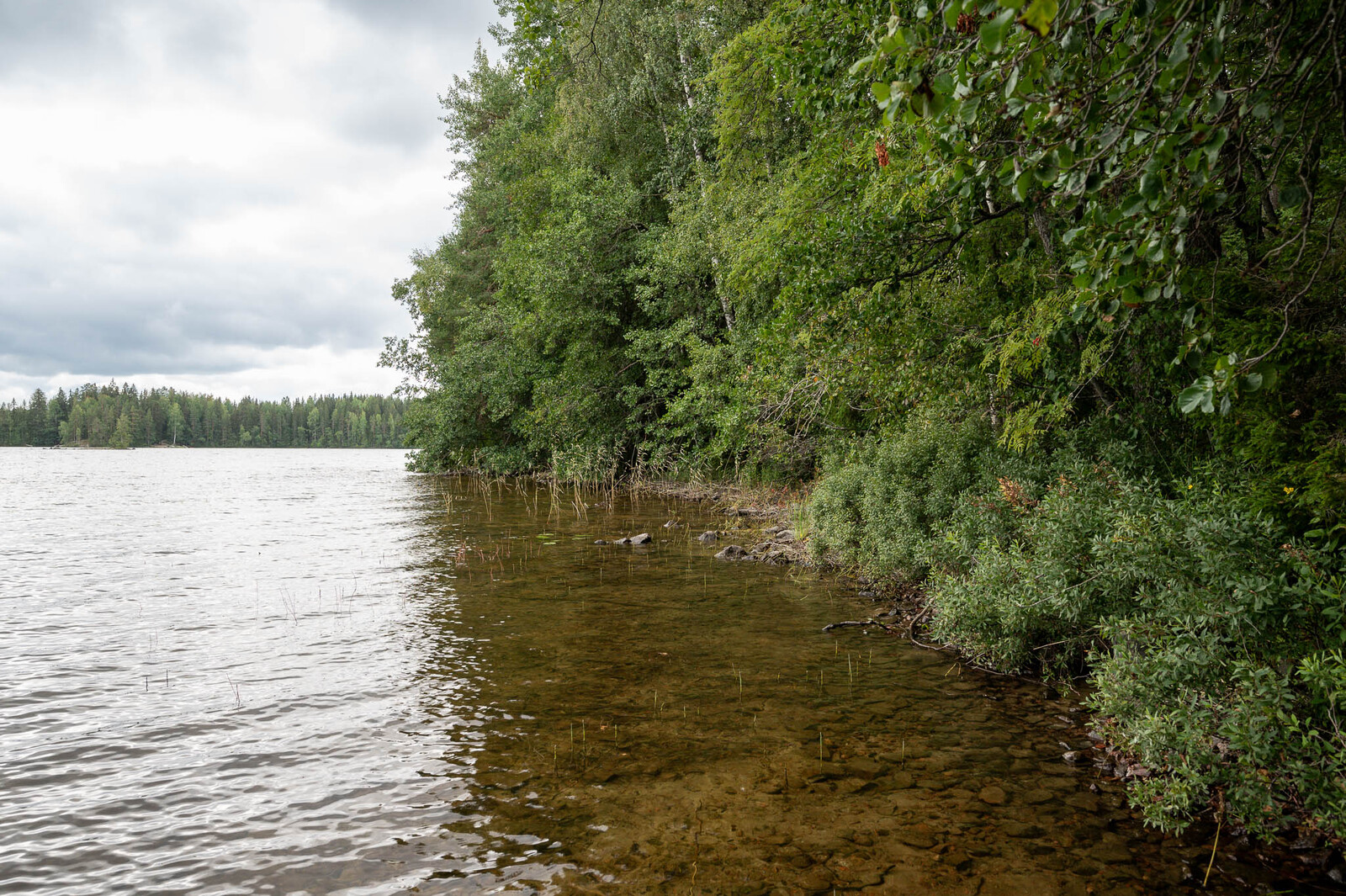 Järven rantavettä, oikealla rannalla kasvaa lehtipuita.