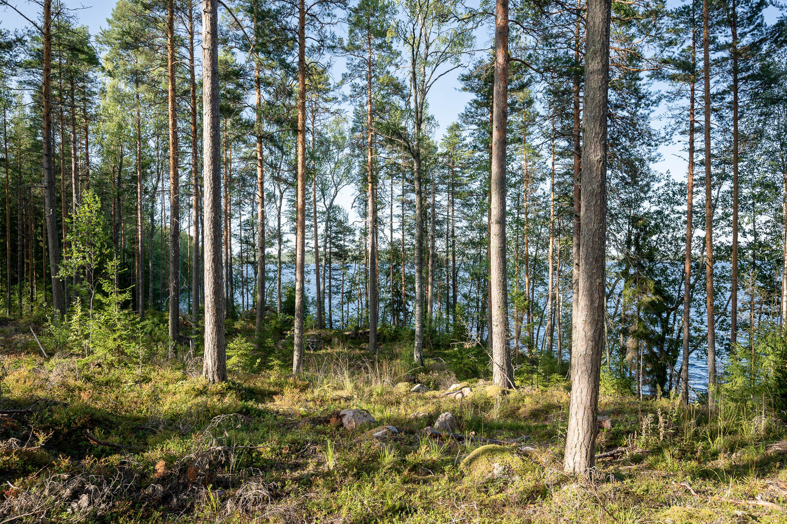 Auringossa kylpevää väljästi harvennettua sekametsää. Maassa kasvaa heinikkoa. Heinikossa on kiviä.