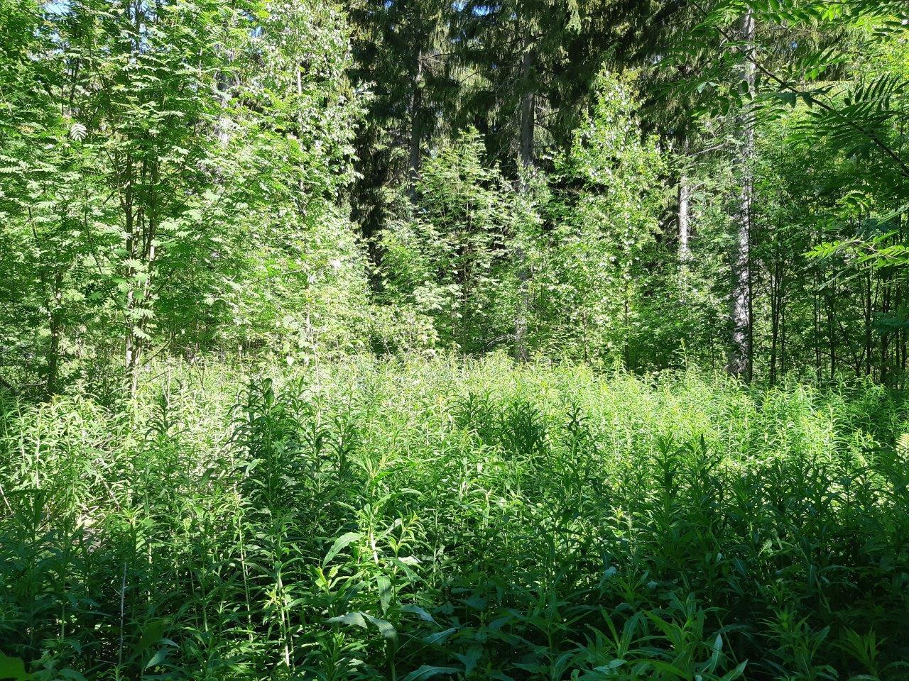 Vihreä maitohorsma-aukea metsässä pihlajien, koivujen ja kuusien keskellä.