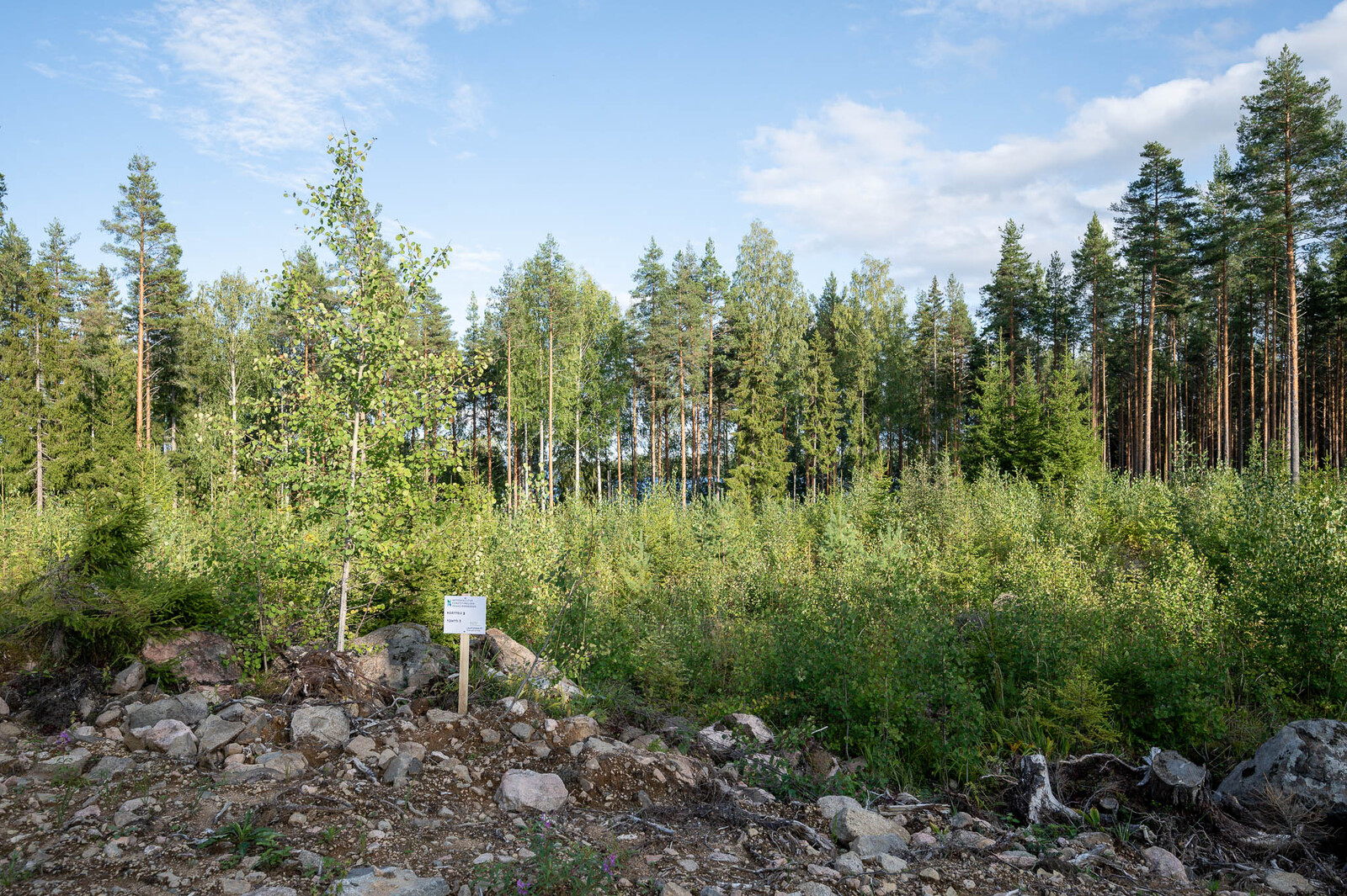 Nuorta kuusitaimikkoa tontin takaosassa. Taustalla näkyy rannan varttuneita mäntyjä.