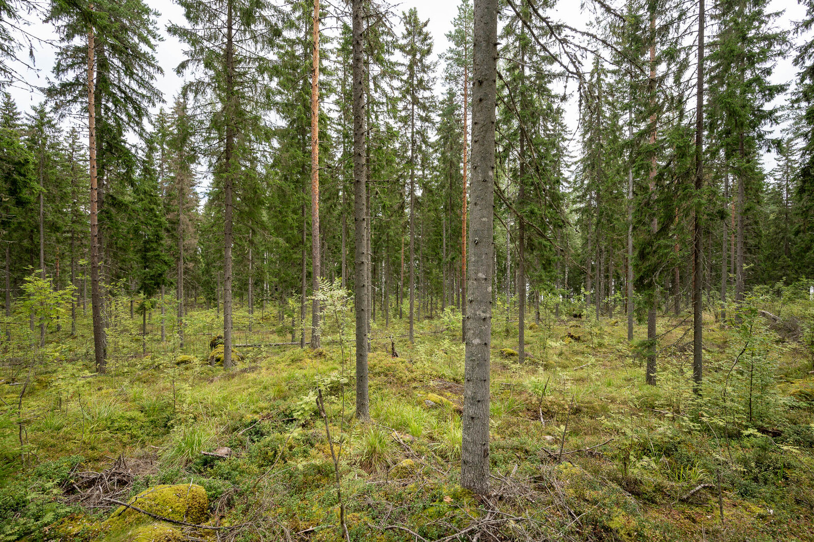 Tontin hyvin harvennettua kuusikkoa.