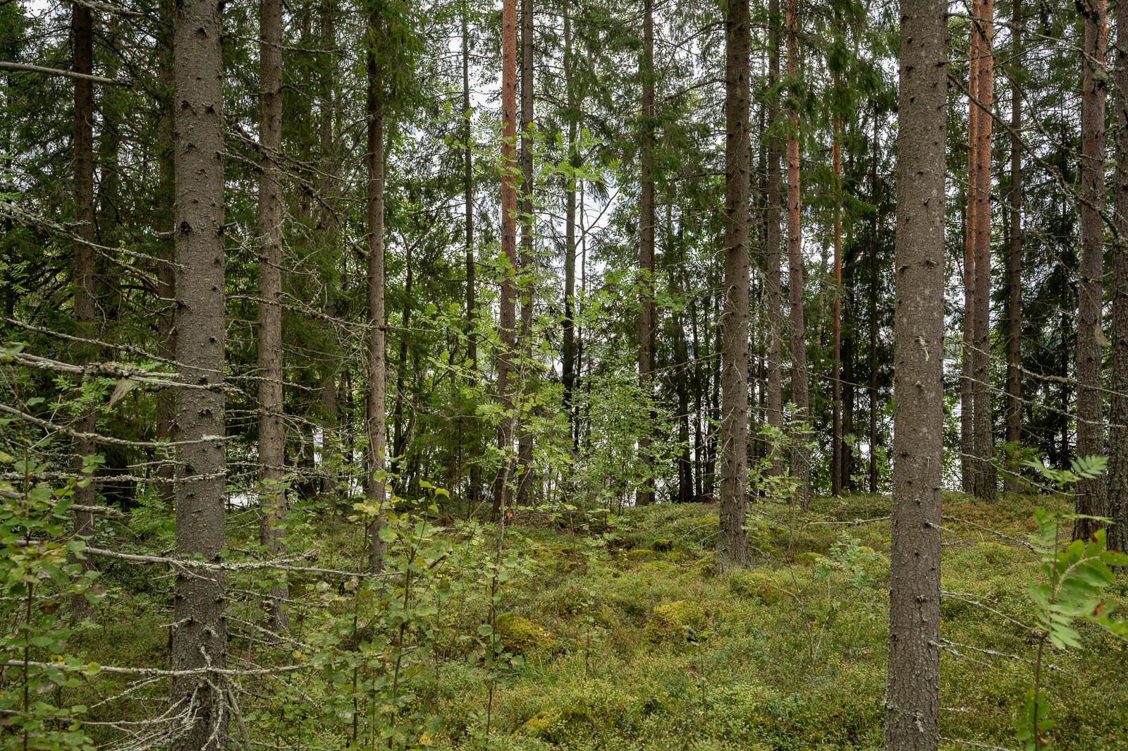 Tontin rannan tiheämpää kuusivaltaista metsää. Maassa kasvaa sammalta.