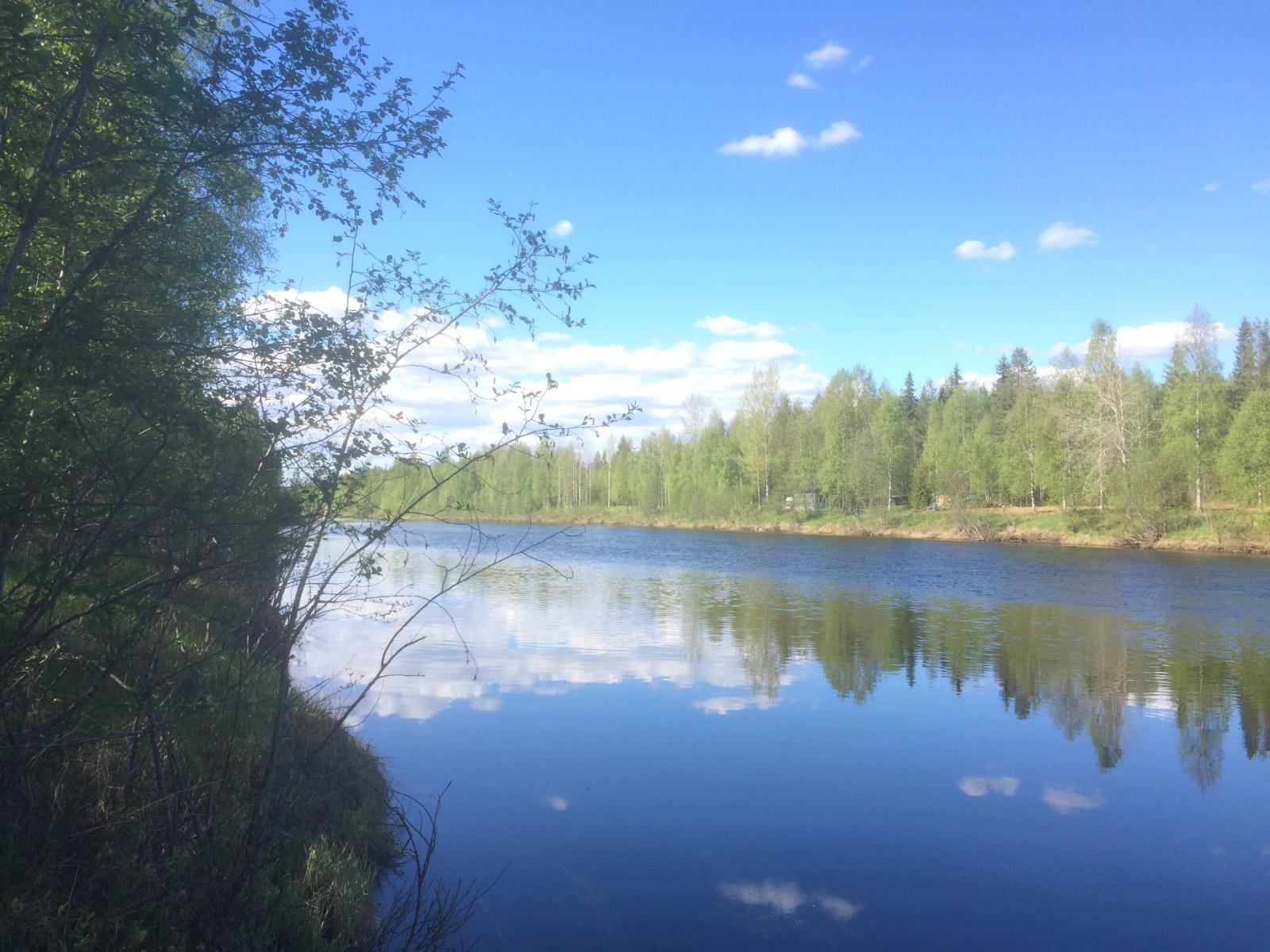 Vastarannan metsä ja lähes pilvetön taivas heijastuvat joen tyyneen pintaan. Etualalla rantapuita.