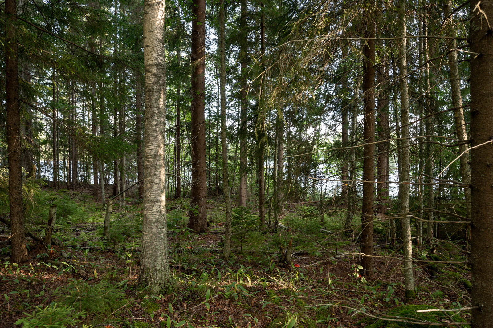 Tiheämpää hämärää eri-ikäistä kuusikkoa. Myös yksi varttunut koivu kasvaa kuusikossa.