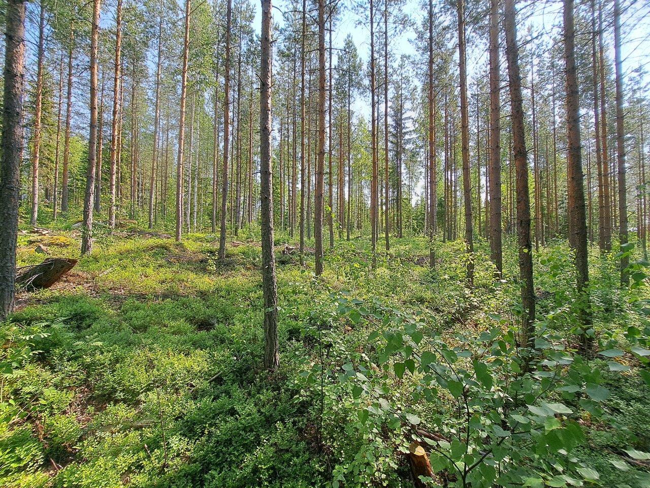 Auringossa kylpevää mäntymetsää, joukossa yksittäisiä kuusia ja koivun taimia.