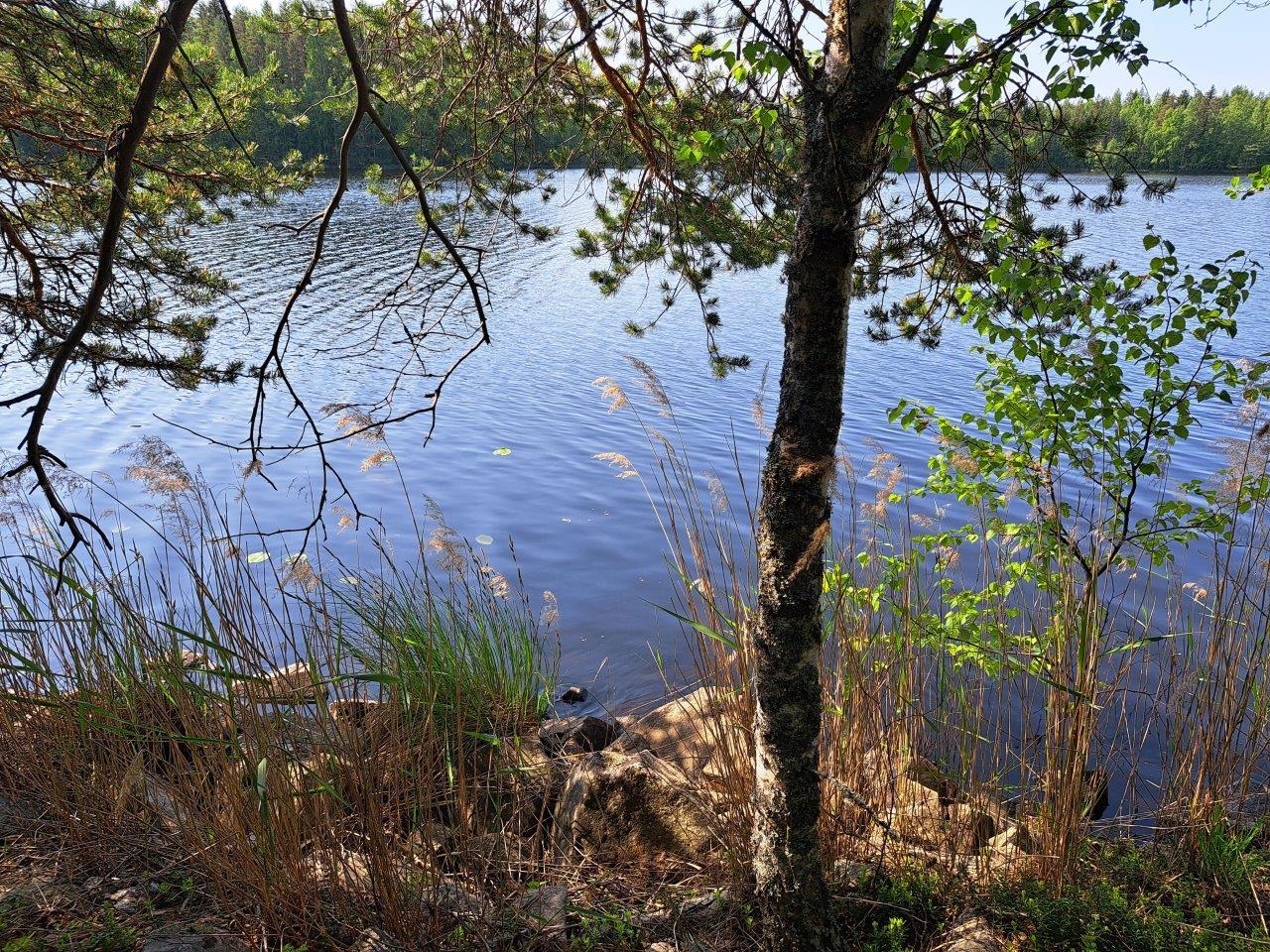 Tontin rannassa heinikkoa. Järvi aaltoilee taustalla.