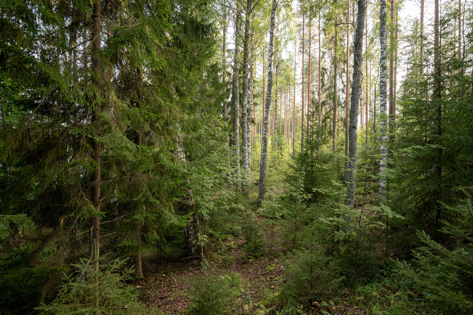 Tiheää sekametsää tontin rannassa, eri-ikäisiä koivuja ja kuusia. Taustalla aurinkoinen männikkö.