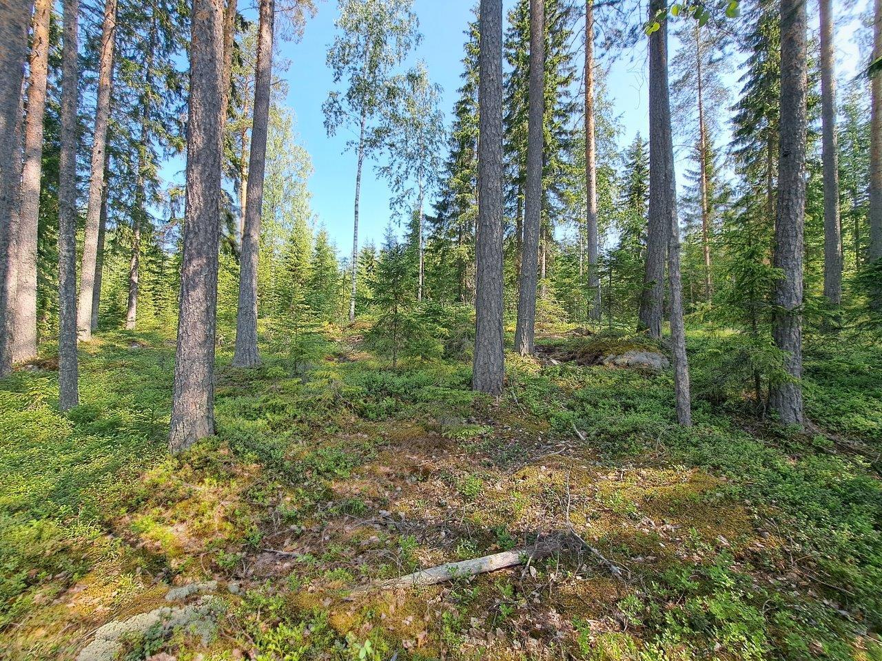 Löyhästi harvennettua mäntykangasta.