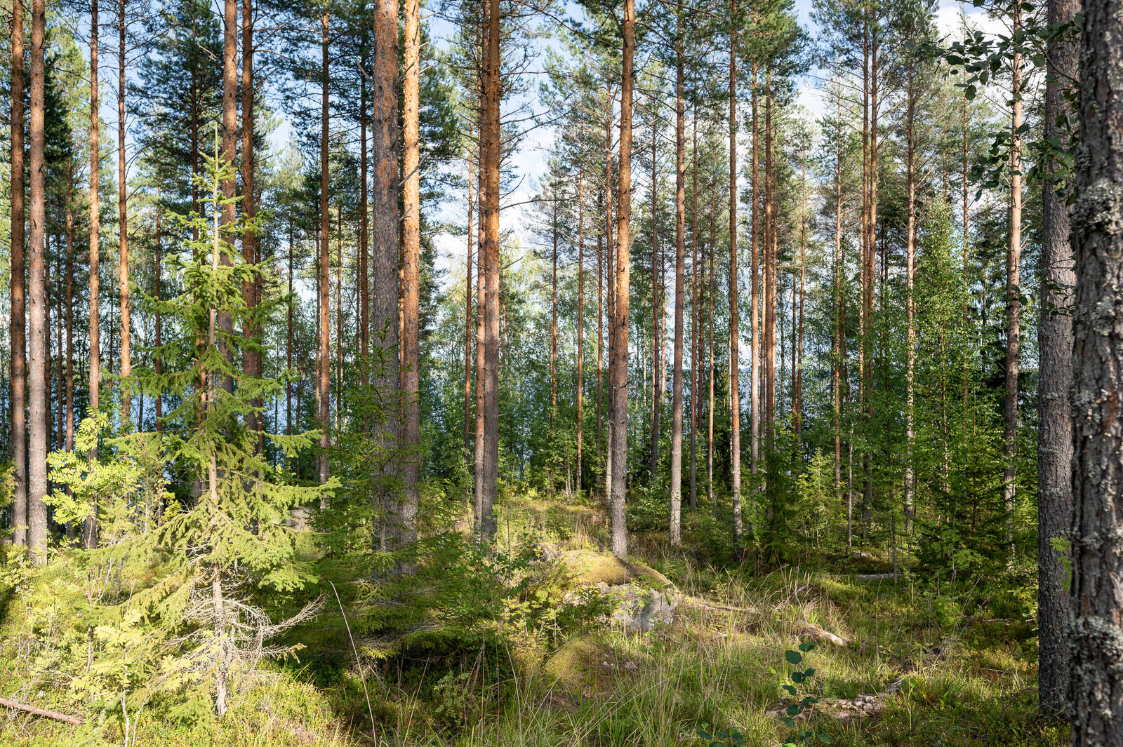 Auringossa kylpevää rantametsikköä, varttuneita mäntyjä ja nuoria kuusia.