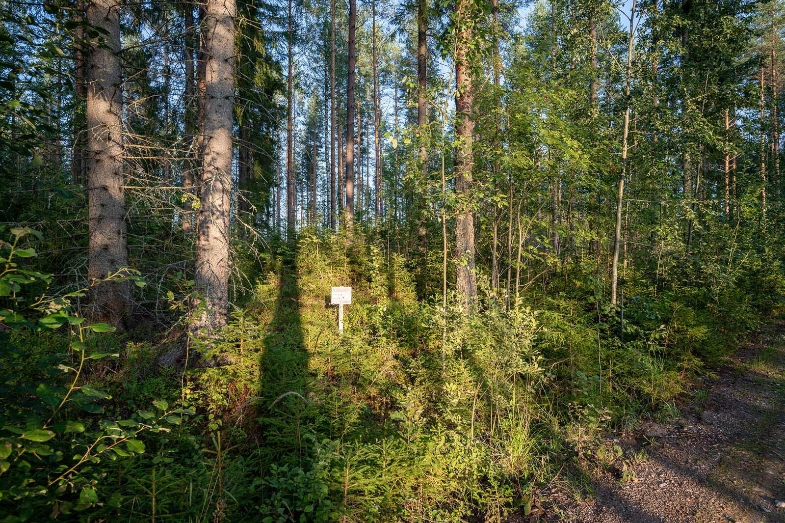 Tontin takaosan sekametsää. Tonttikyltti auringossa keskellä kuvaa.