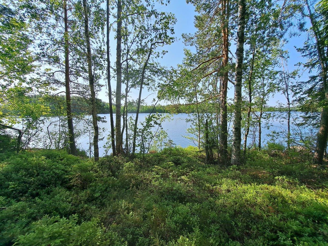 Tontin rantaa, jossa sekapuustoa. Maassa kasvaa varpuja.