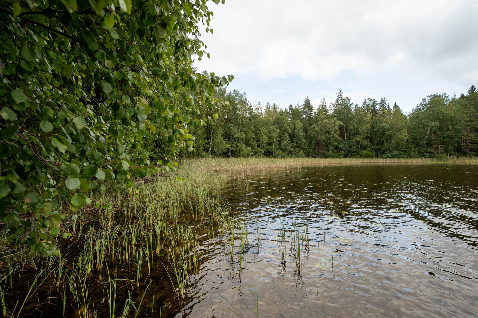 Tontin rantavettä, jossa kasvaa hieman ruokoja. Vasemmalla ja edessä rannalla on lehtipuita.