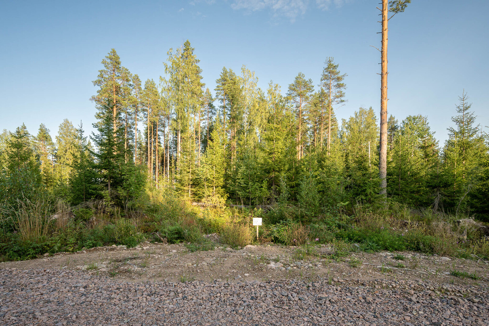 Nuorta kuusitaimikkoa tontin takaosassa. Taustalla näkyy rannan varttuneita mäntyjä.