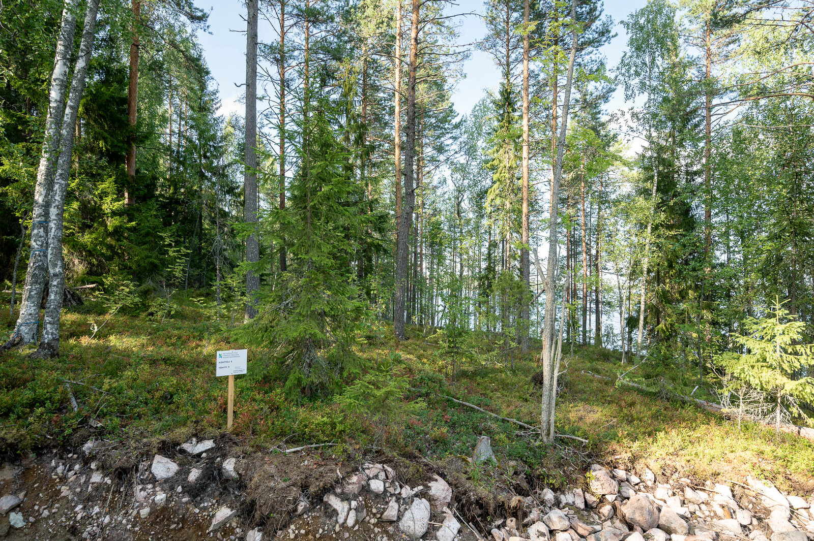 Tontin reuna johon tonttitie päättyy. Koivuja ja kuusia kasvaa loivassa rinteessä.